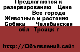 Предлагаются к резервированию › Цена ­ 16 000 - Все города Животные и растения » Собаки   . Челябинская обл.,Троицк г.